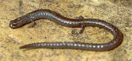 Image of Blackbelly Slender Salamander