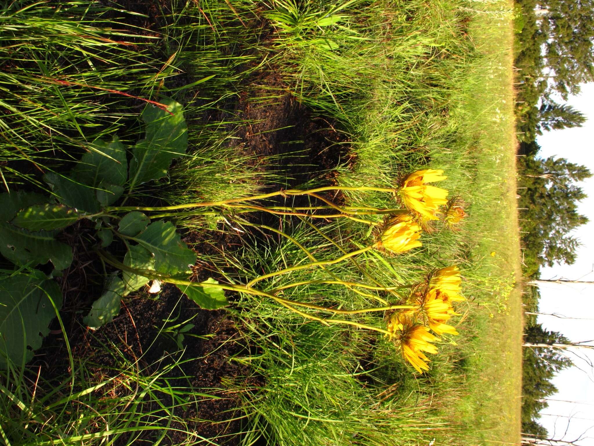 Image of Berkheya speciosa (DC.) O. Hoffm.