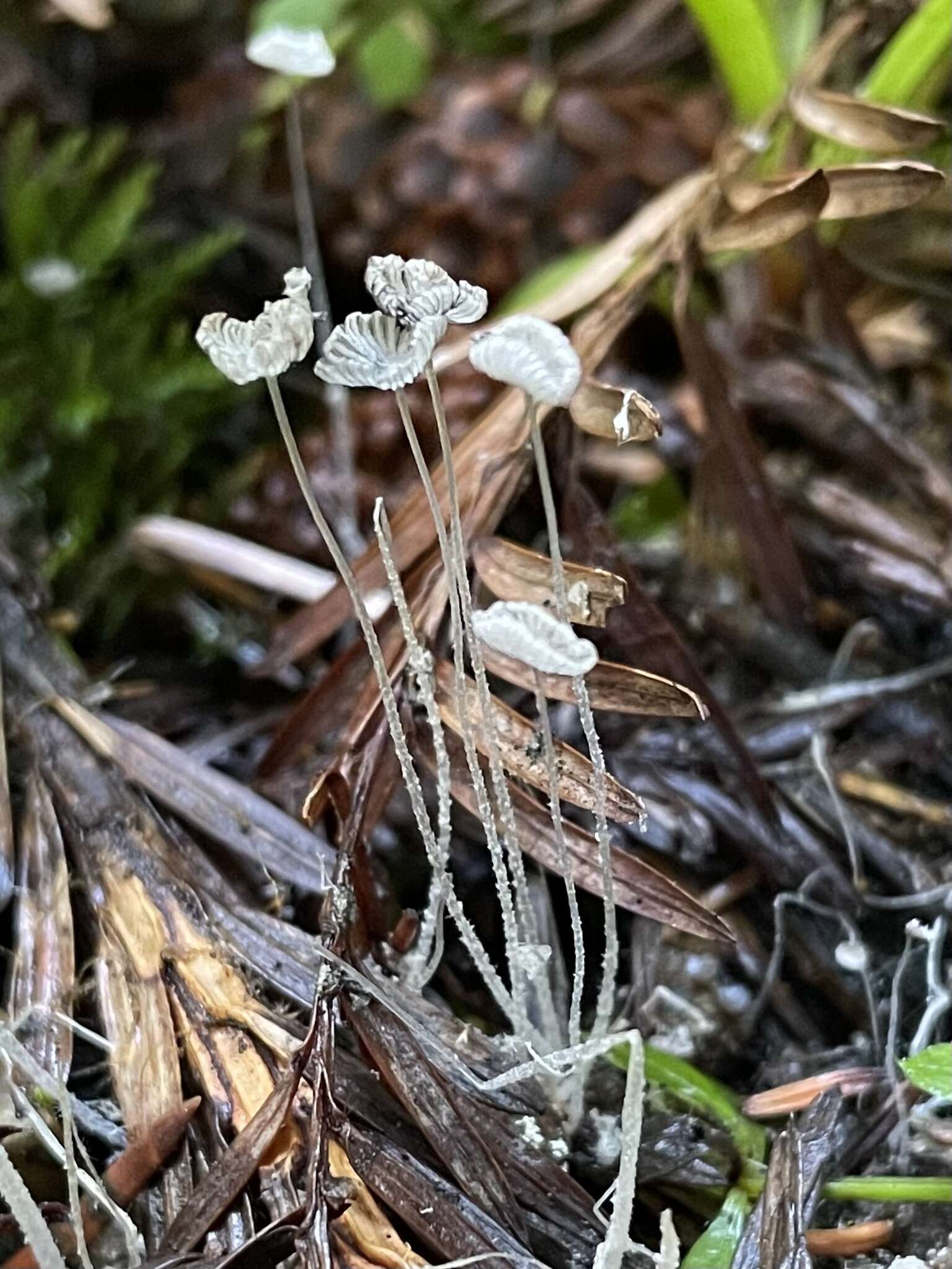 Image of Coprinopsis stercorea (Fr.) Redhead, Vilgalys & Moncalvo 2001