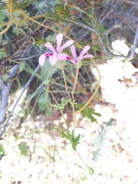 Image of Pelargonium patulum var. patulum