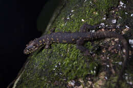 Image of Costa Rican Tropical Night Lizard