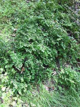 Image of California maidenhair