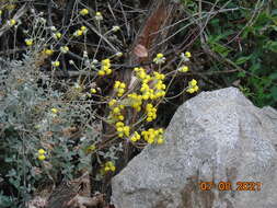 Image of Calceolaria polifolia Hook.