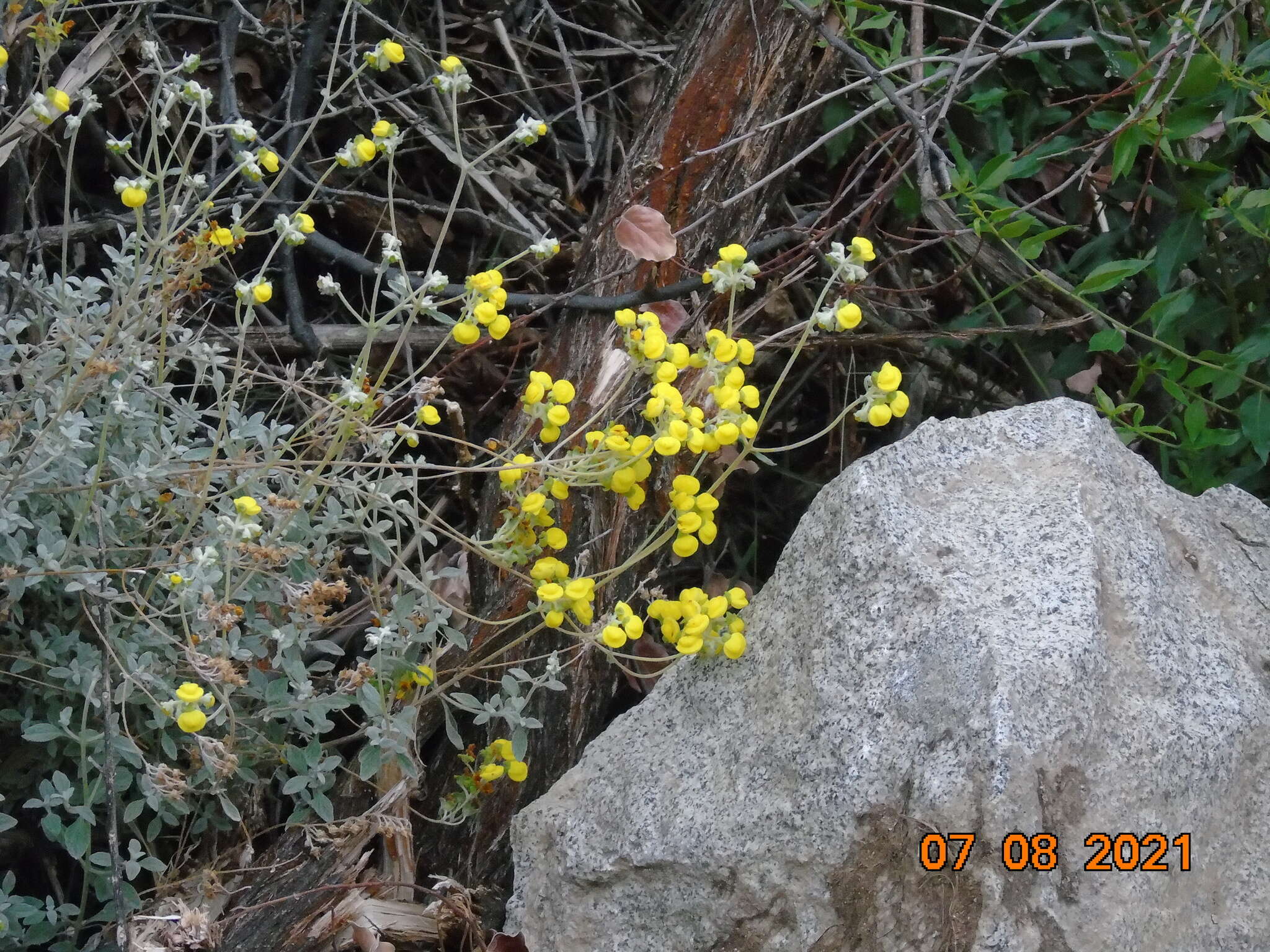 Image of Calceolaria polifolia Hook.