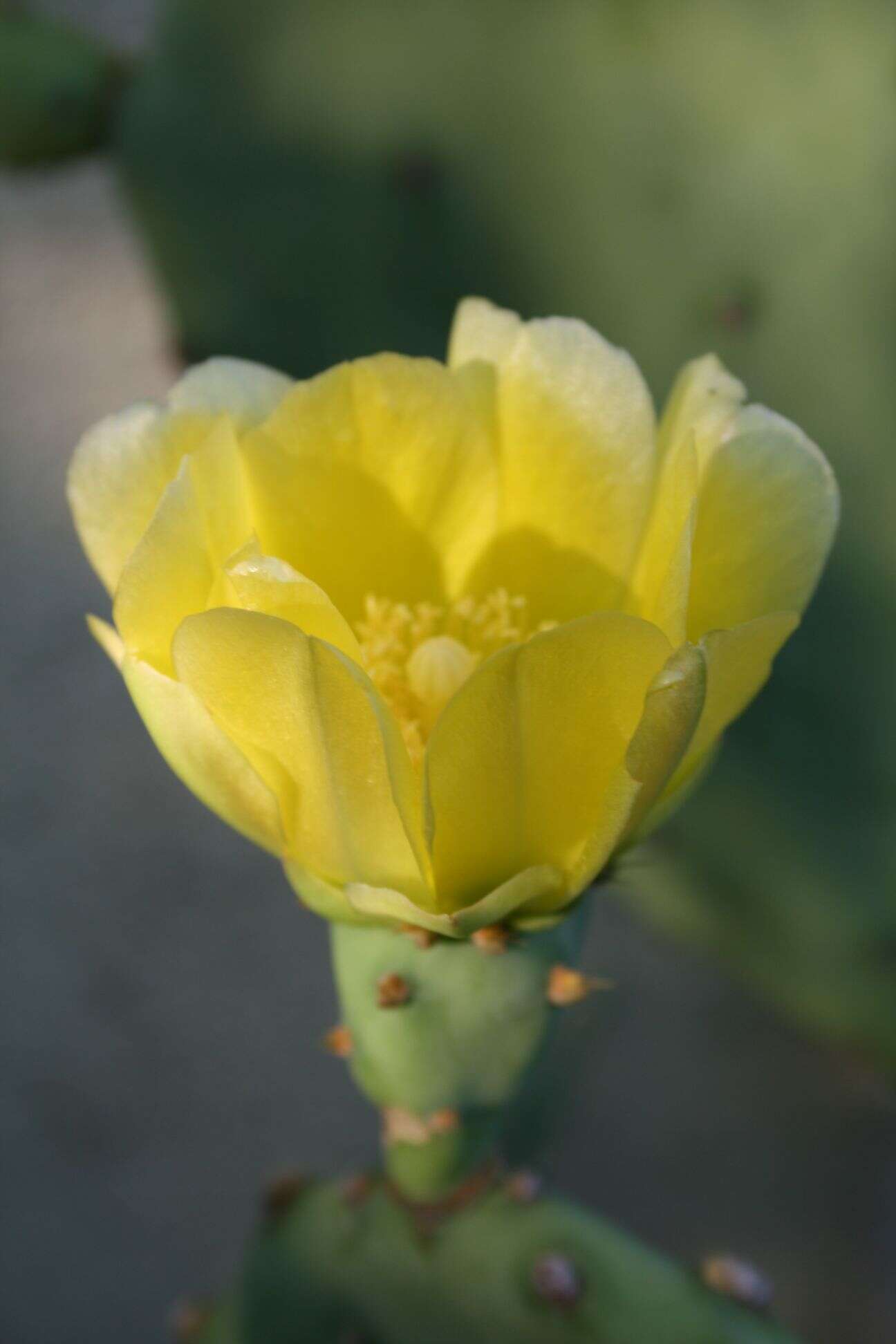 Image of Opuntia dillenii