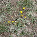 Image of Potentilla tephroleuca (Th. Wolf) B. Fedtsch.