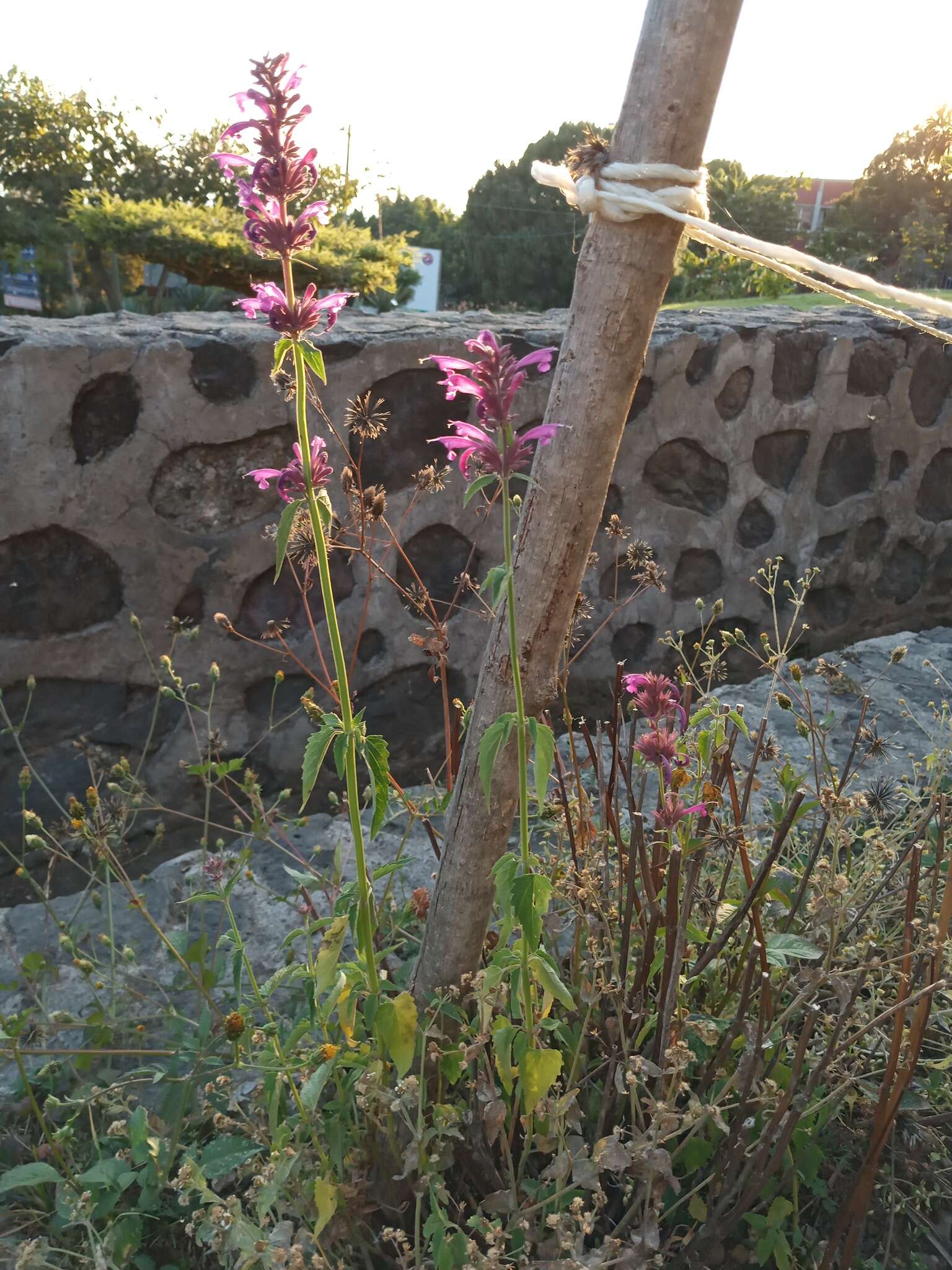 Image of Mexican giant hyssop