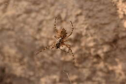 Image of Argiope lobata (Pallas 1772)