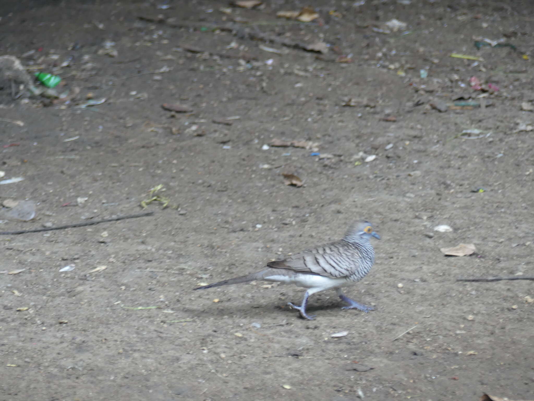 Image of Barred Dove