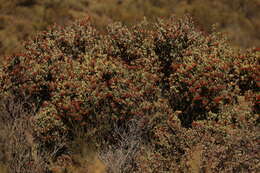 Слика од Arctostaphylos bolensis P. V. Wells