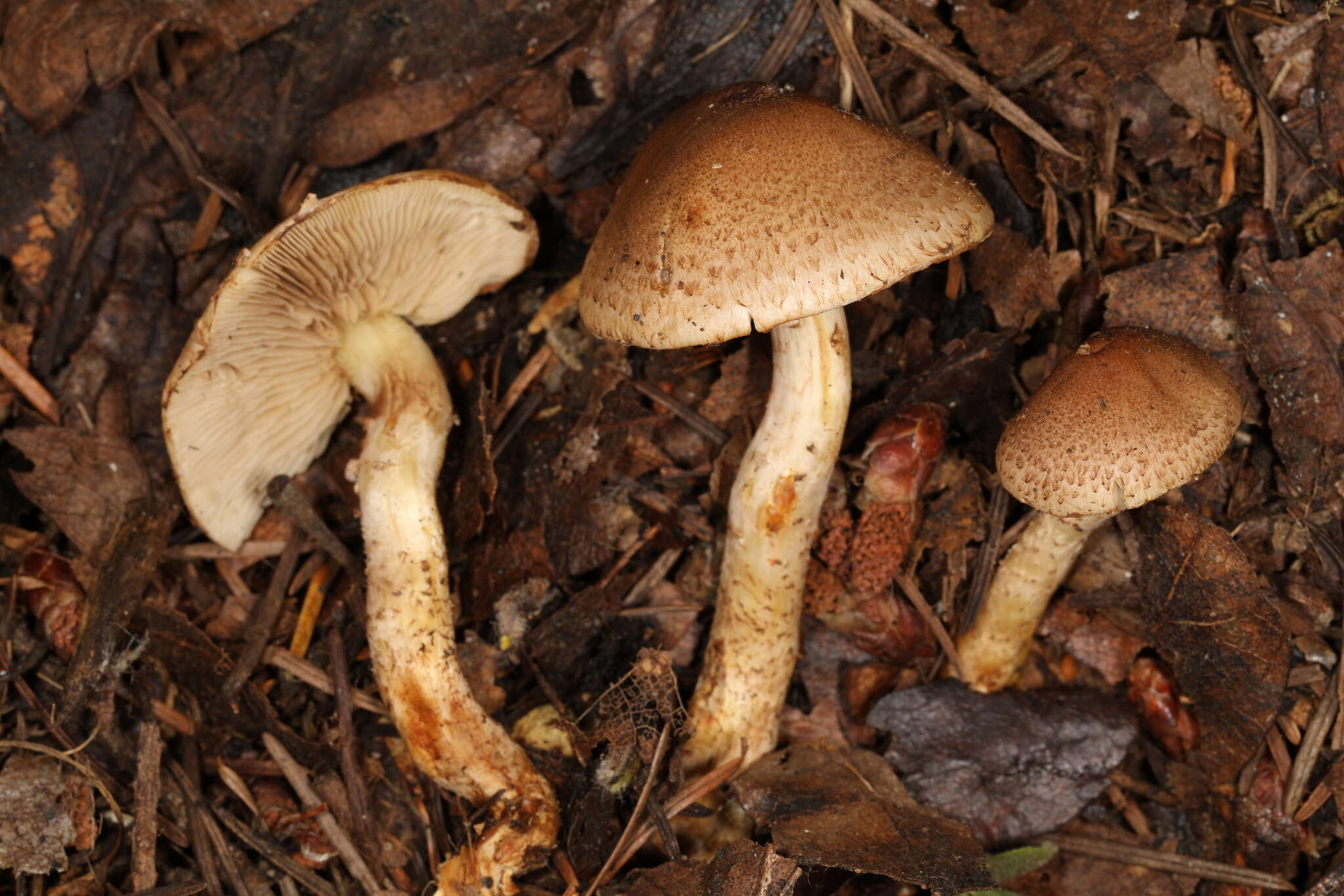 Image of Pholiota terrestris Overh. 1924