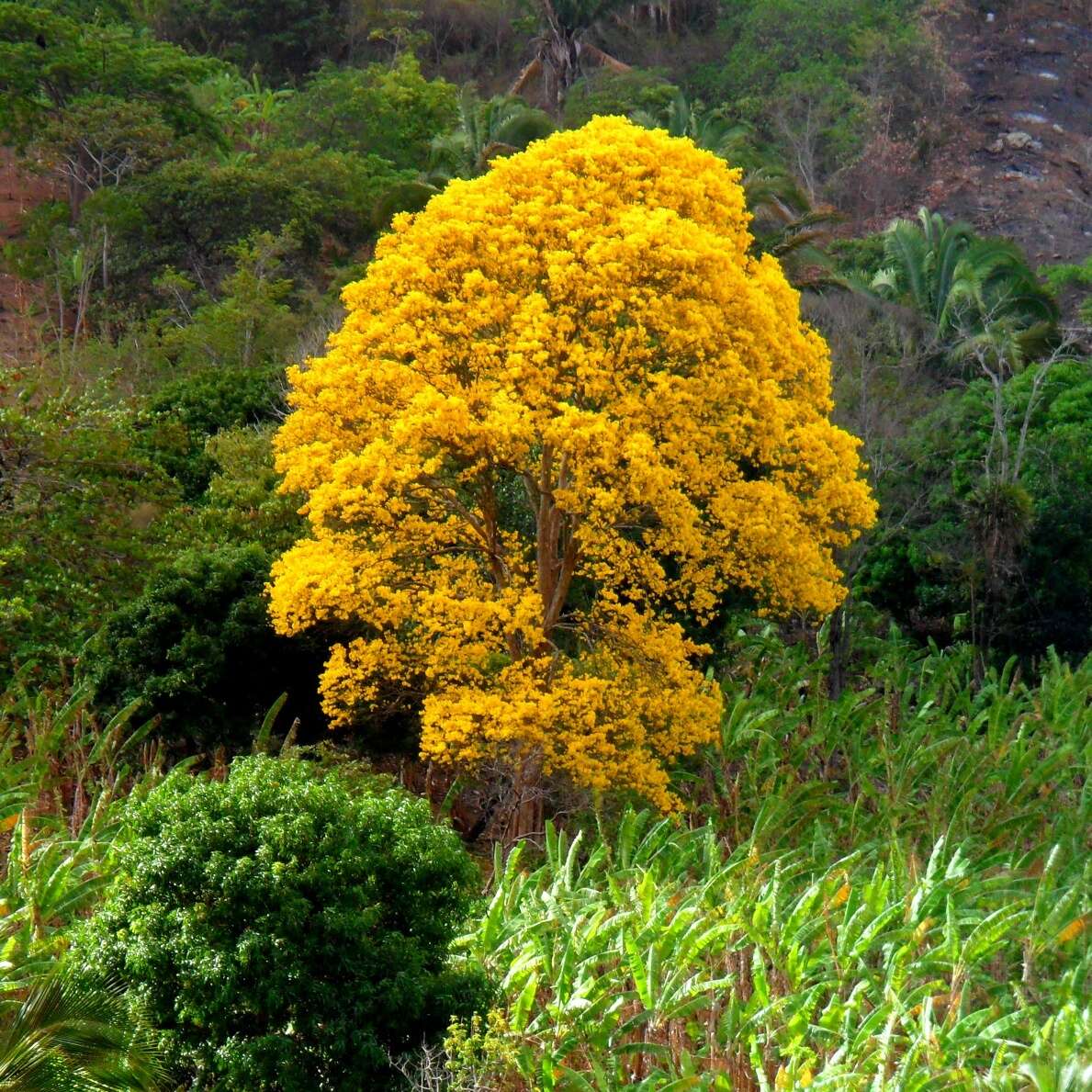 Image of yellow poui