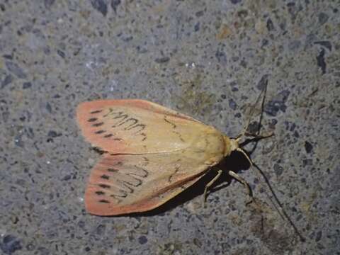 Image of rosy footman