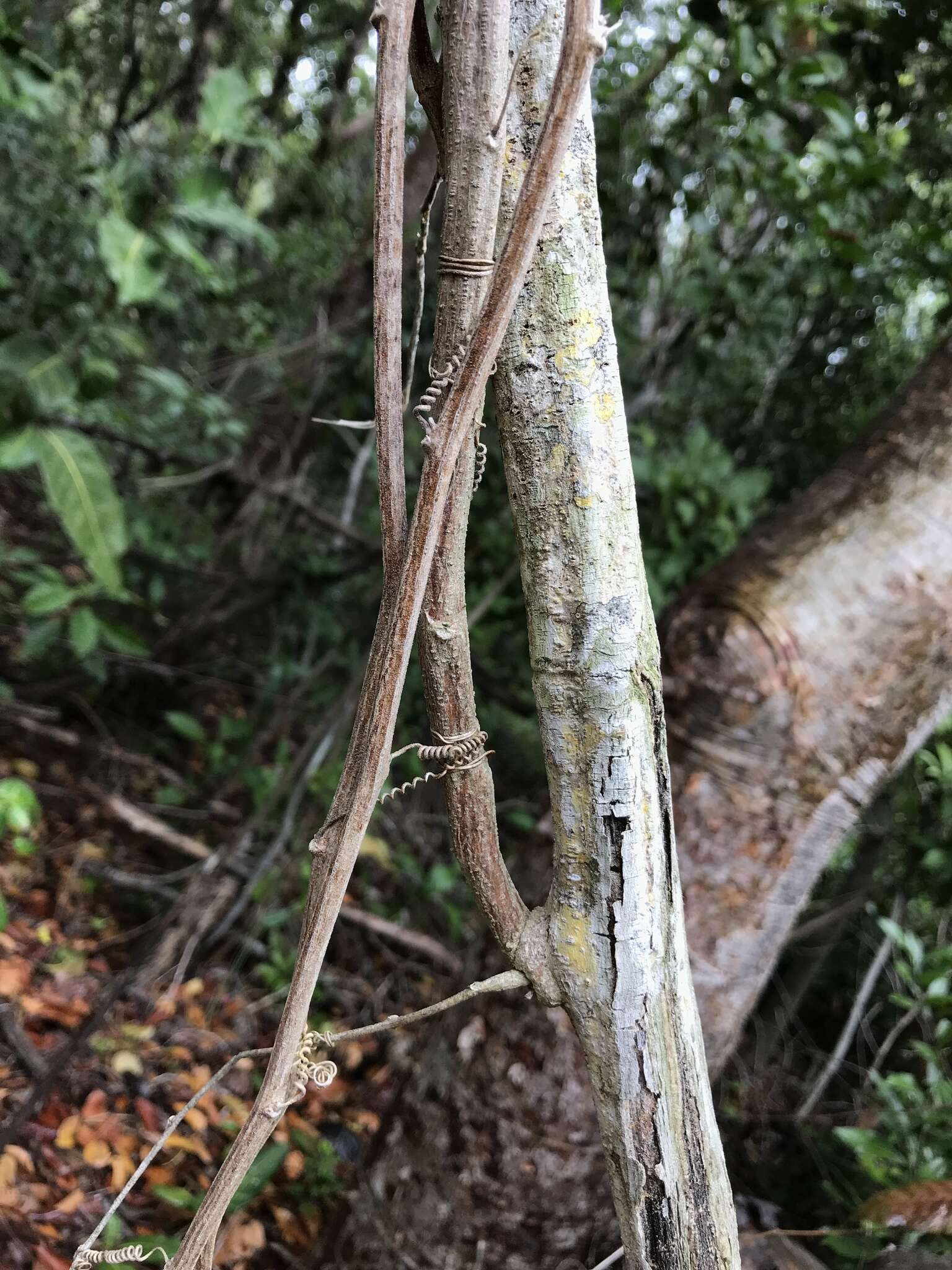 Image de Passiflora multiflora L.