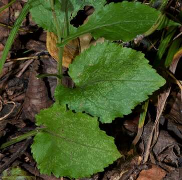 Image of eared goldenrod