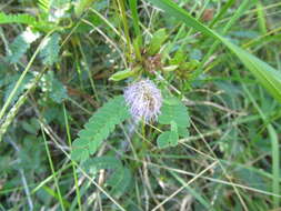 Image of Mimosa dutrae Malme