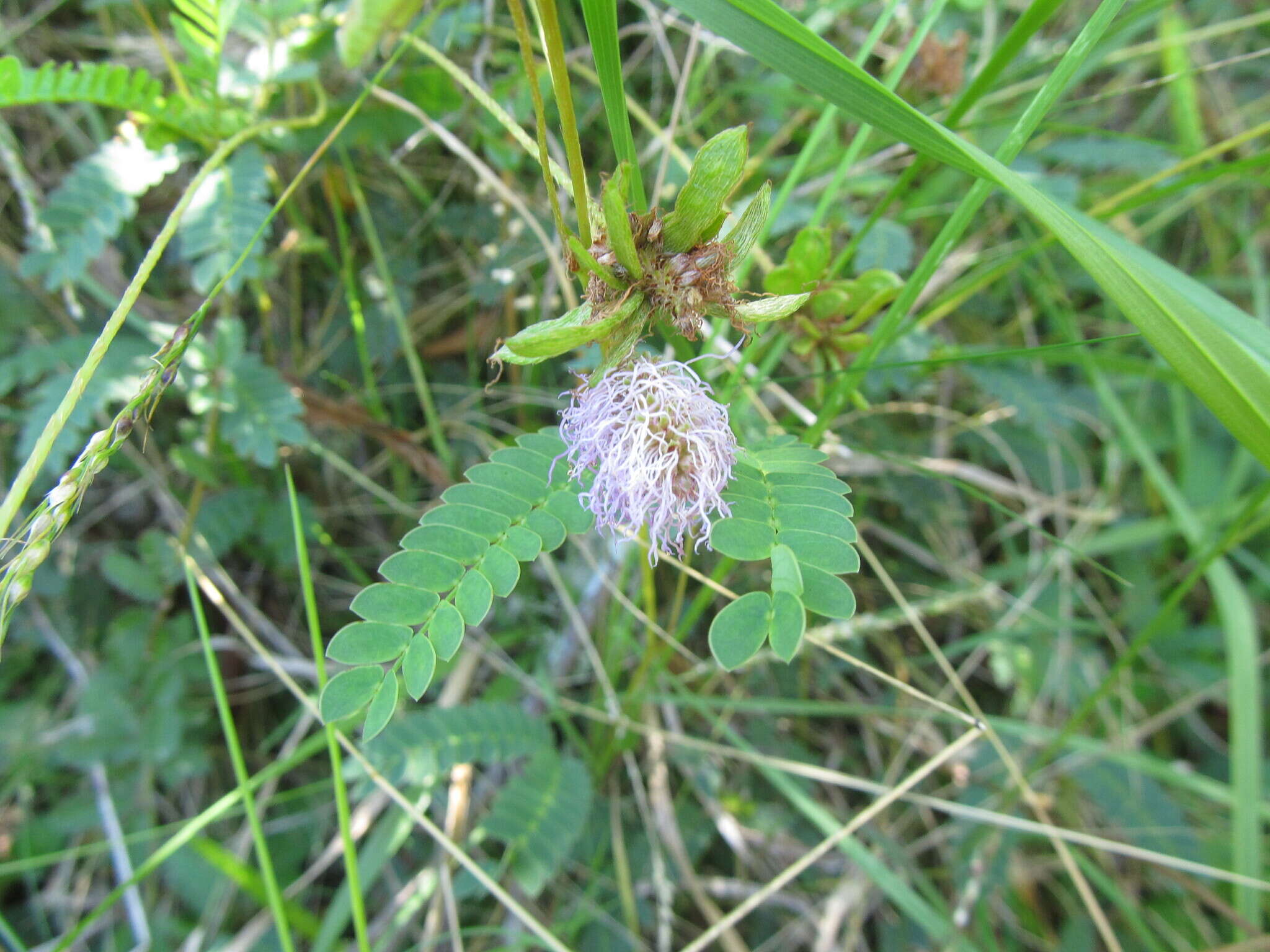 Image of Mimosa dutrae Malme