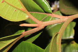 Image of Henriettea patrisiana DC.