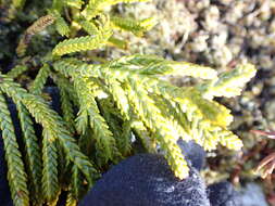 Image of Veronica tetragona subsp. tetragona