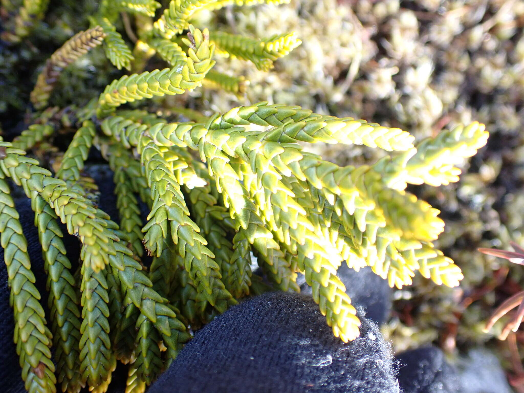 Image of Veronica tetragona subsp. tetragona