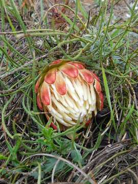 Image of Protea restionifolia (Salisb. ex Knight) Rycroft