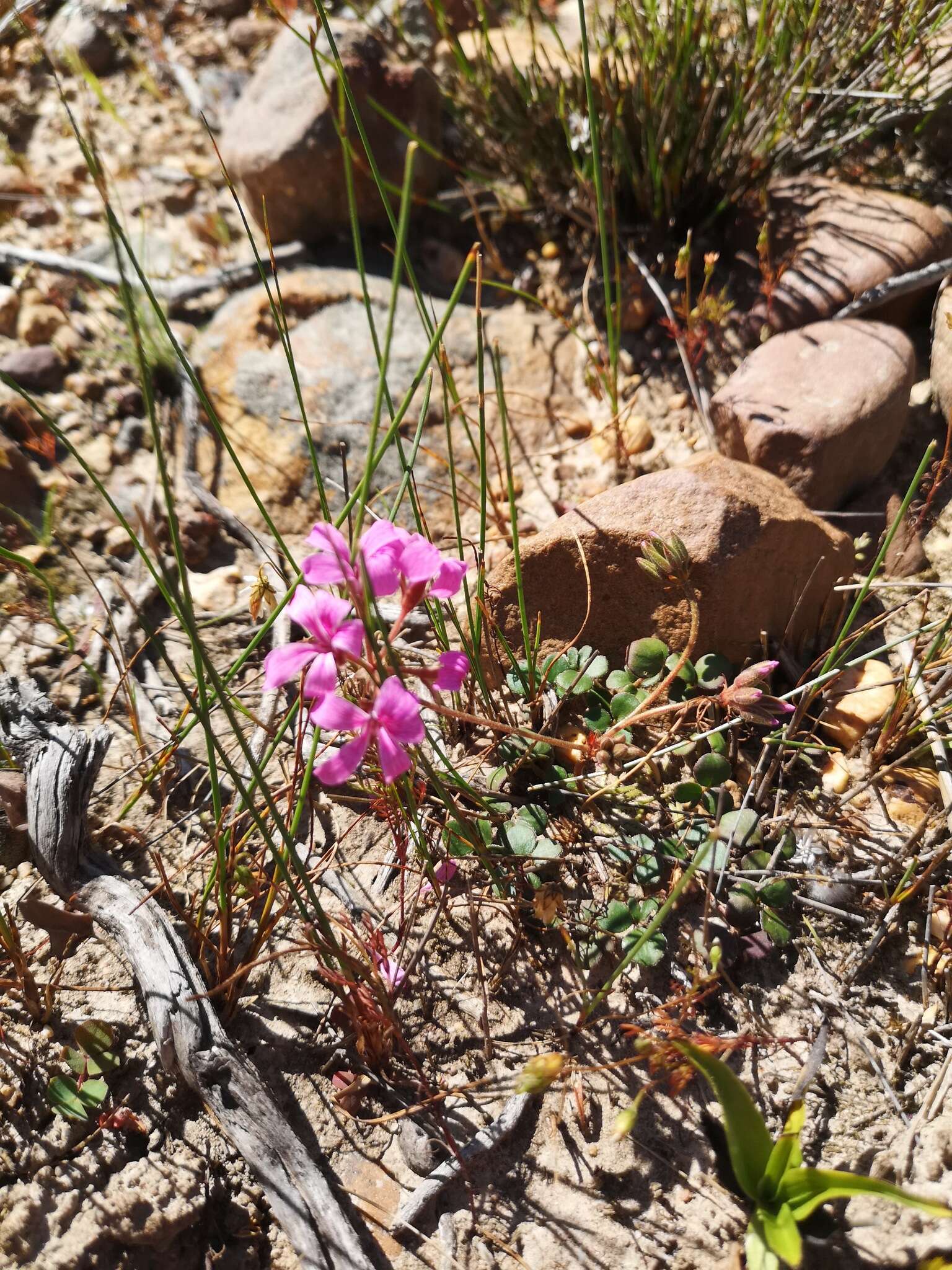 Image of Pelargonium chelidonium (Houtt.) DC.