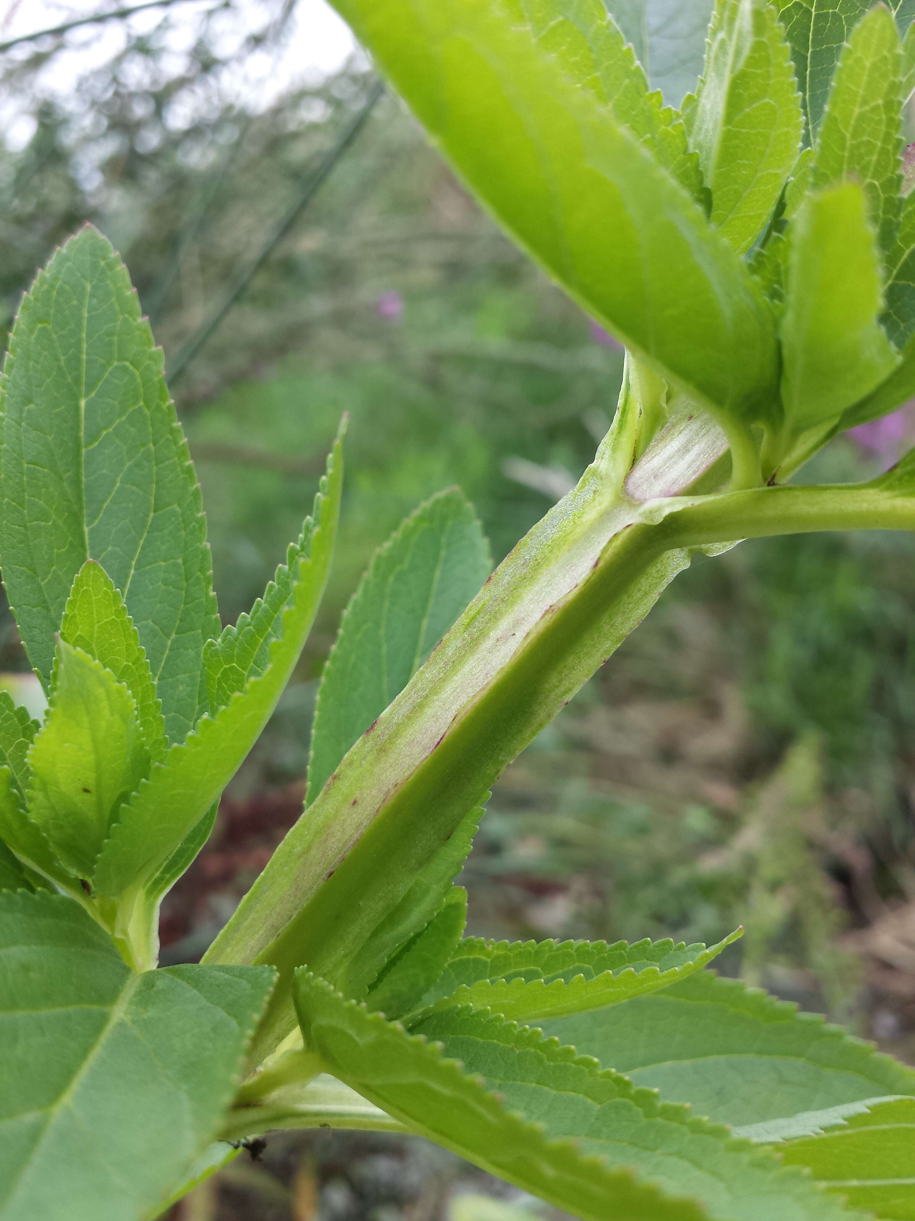 Imagem de Scrophularia umbrosa Dum.