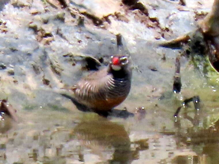 Image of Ortygospiza atricollis digressa Clancey 1958