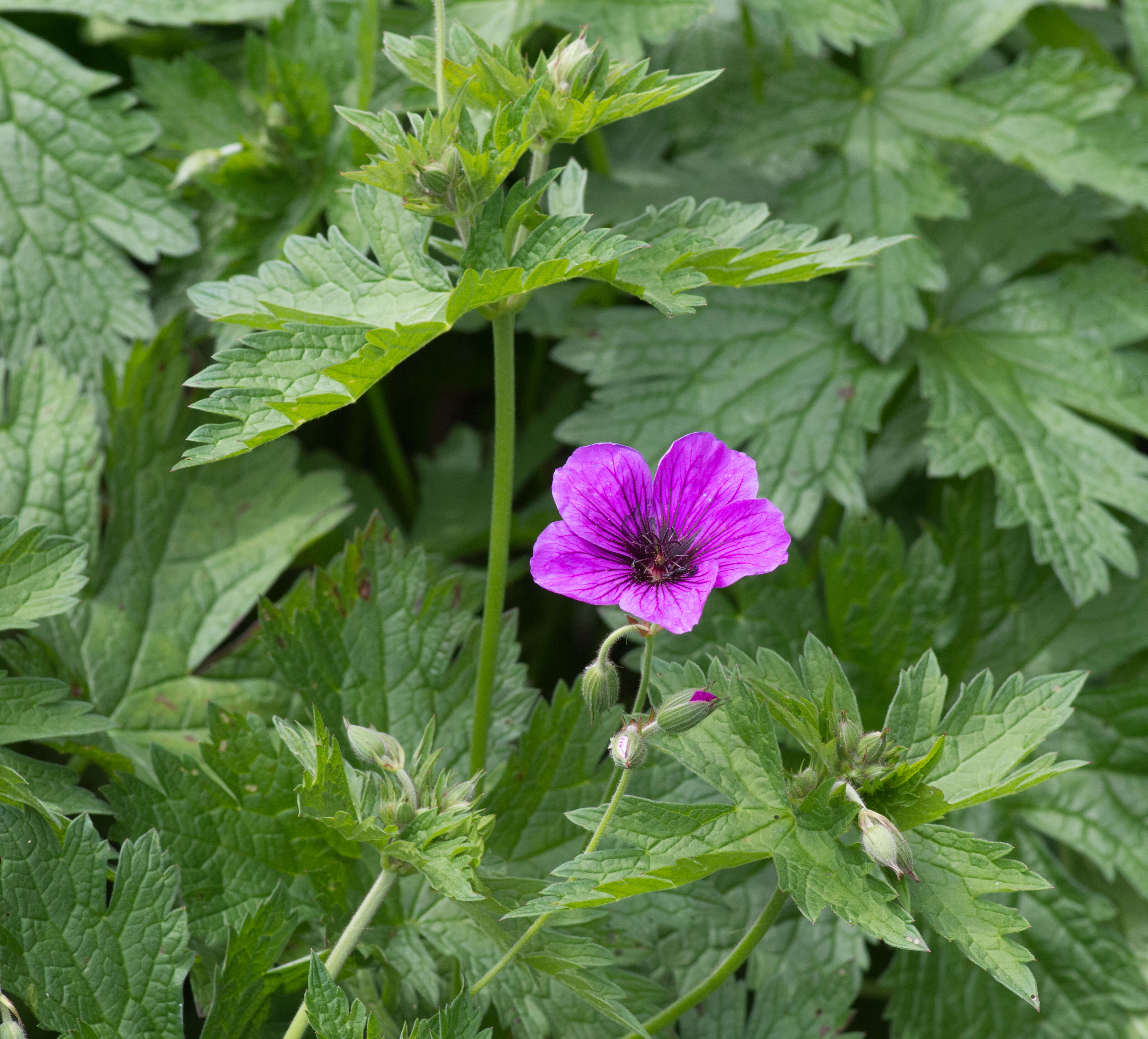 Image of Armenian crane's-bill