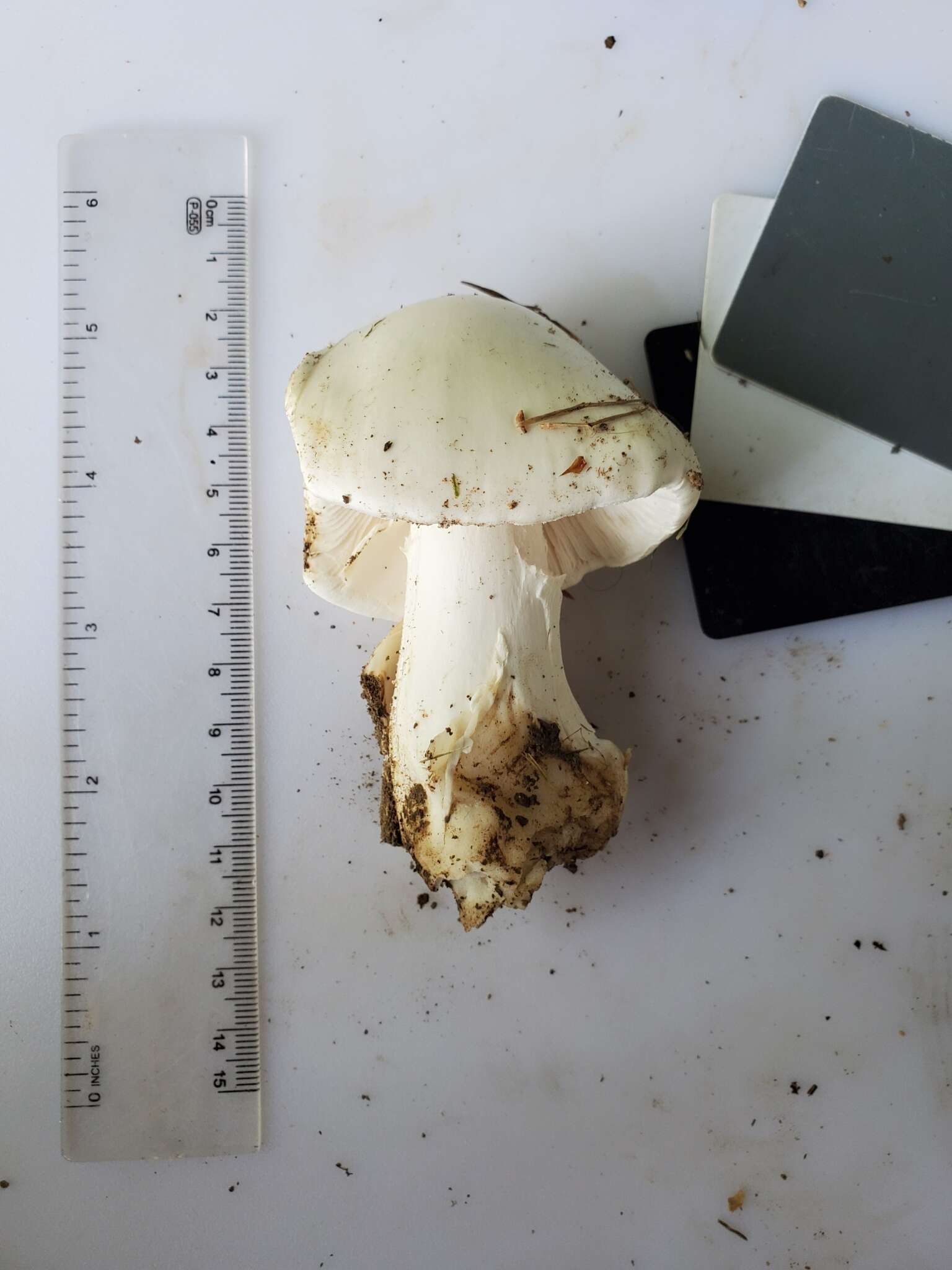 Слика од Amanita suballiacea (Murrill) Murrill 1941