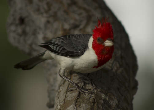 Image of Red-crested Cardinal