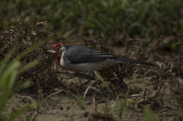 Image of Red-crested Cardinal