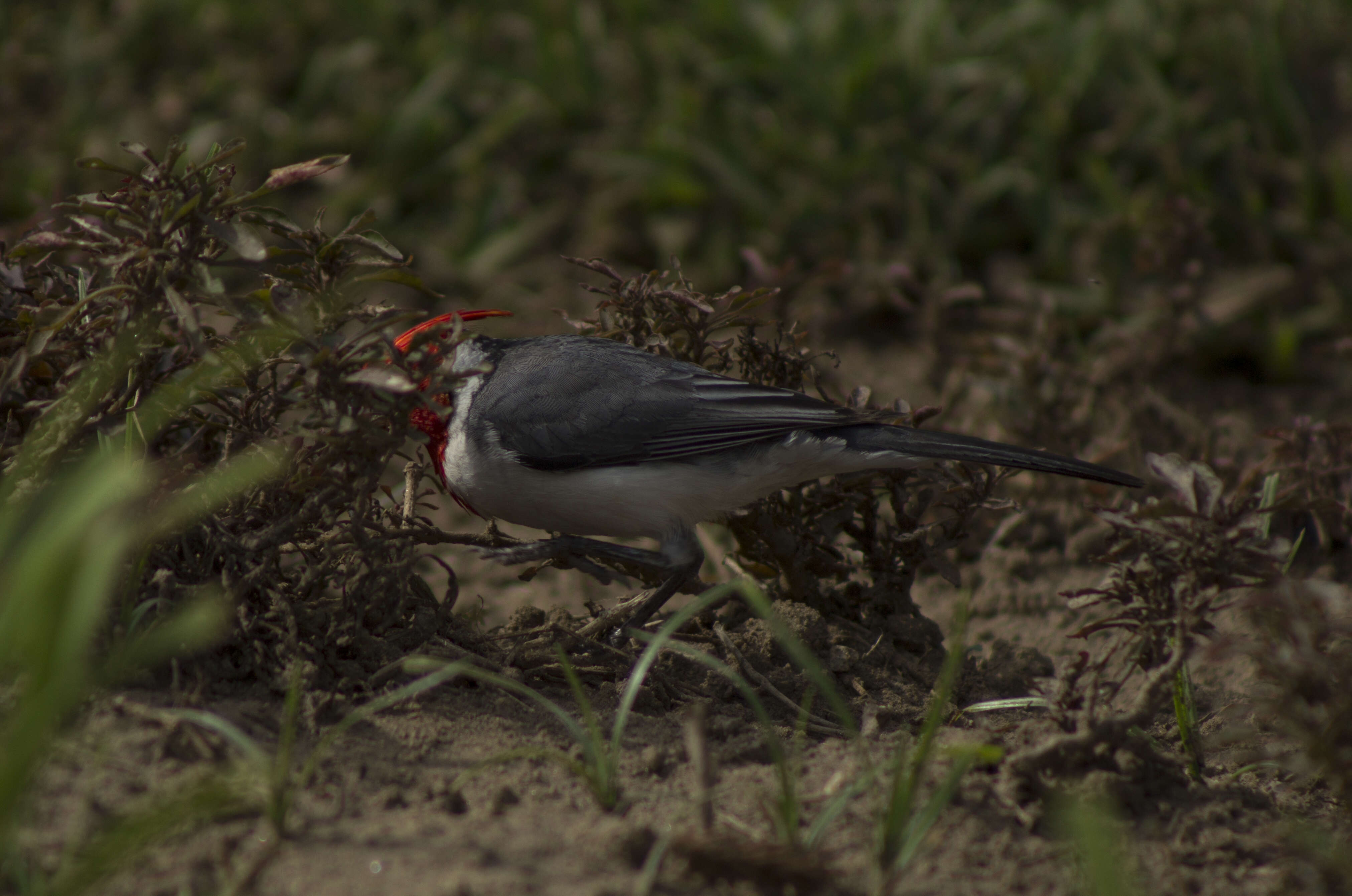 Image of Red-crested Cardinal