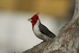 Image of Red-crested Cardinal