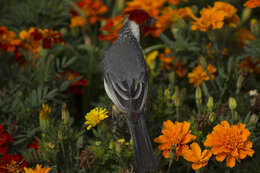 Image of Red-crested Cardinal