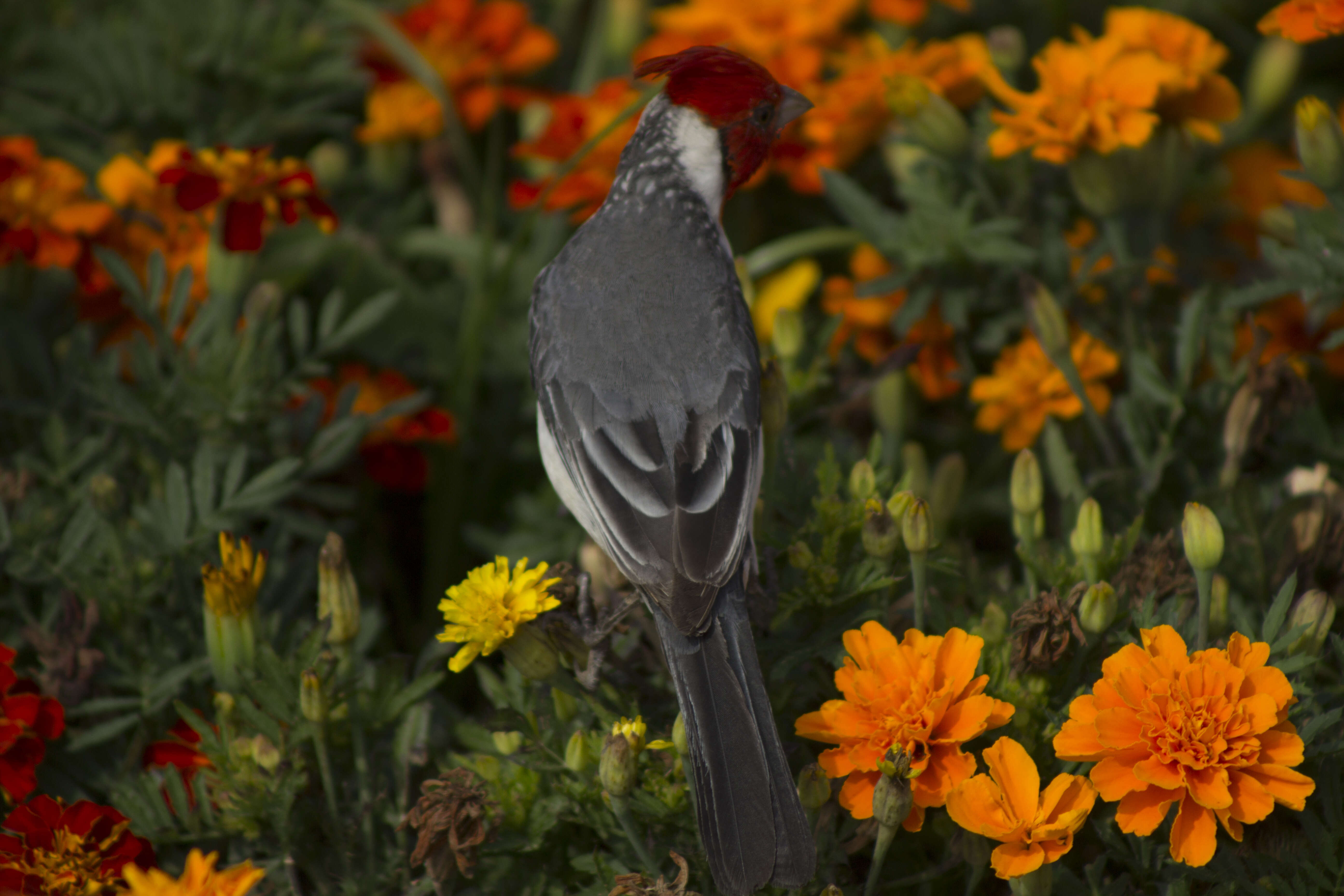 Image of Red-crested Cardinal