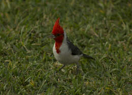 Image of Red-crested Cardinal