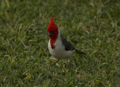 Image of Red-crested Cardinal