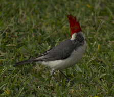 Image of Red-crested Cardinal