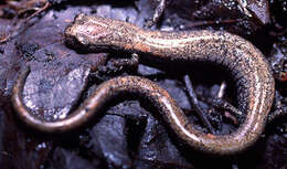 Image of San Gabriel Slender Salamander