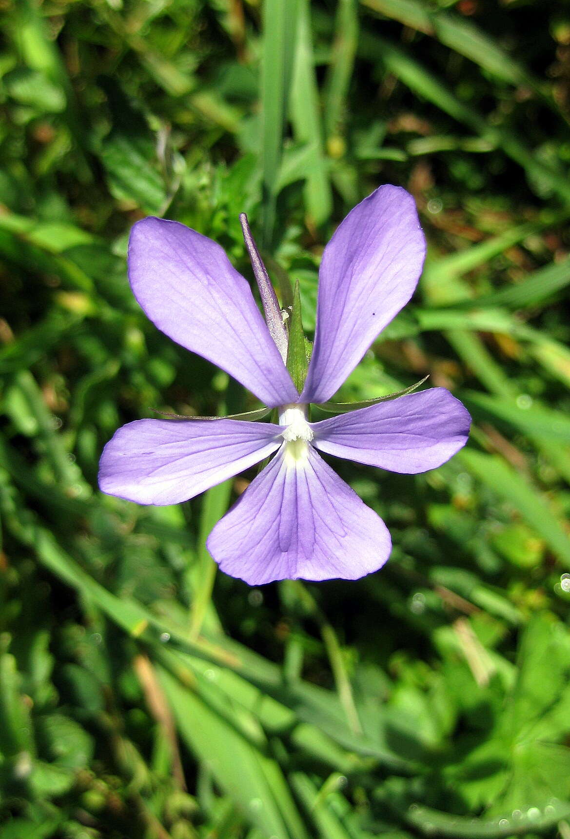 Image of Horned Pansy