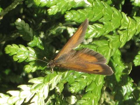 Image of hedge brown