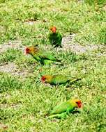 Image of Black-winged Lovebird