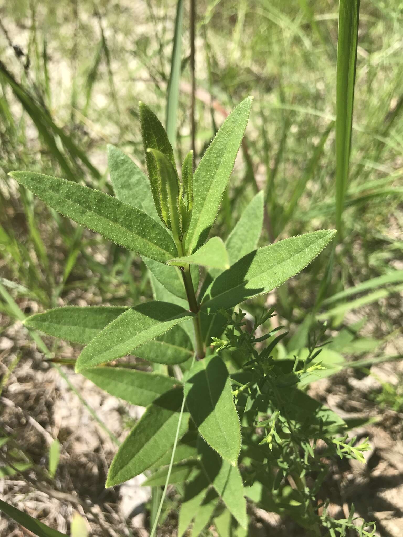 Image de Silphium asteriscus var. trifoliatum (L.) J. A. Clevinger