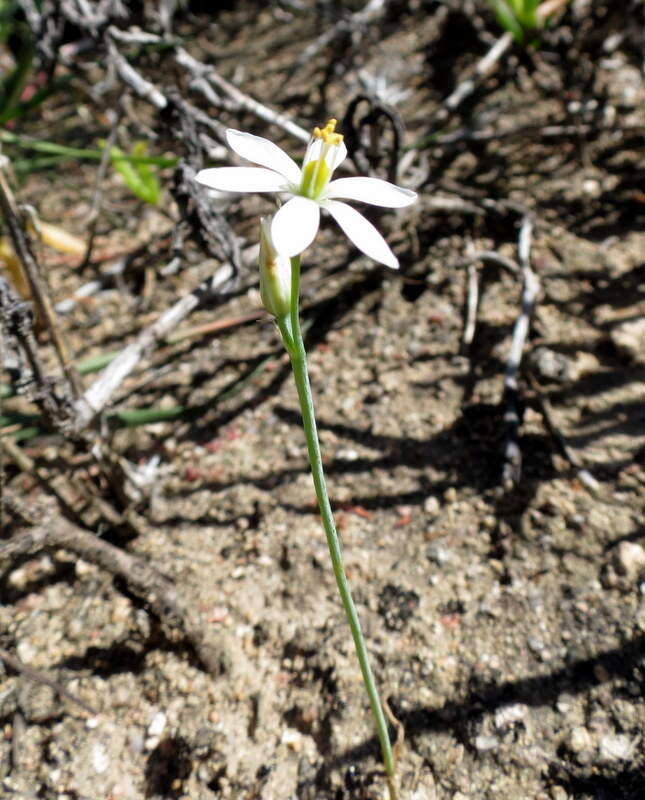 Image of Ornithogalum hispidum subsp. hispidum