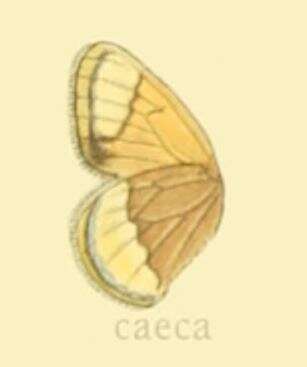 Image of Coenonympha dorus Esper 1782