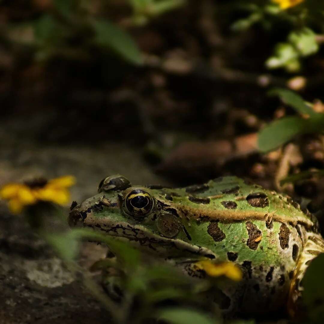 صورة Lithobates spectabilis (Hillis & Frost 1985)