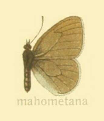 Image of Coenonympha mahometana