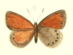 Image of Coenonympha nolckeni Erschoff 1874