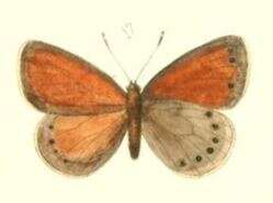 Image of Coenonympha nolckeni Erschoff 1874